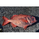 Gephyroberyx darwinii (Johnson, 1866)