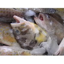 Epinephelus amblycephalus (Bleeker, 1857)