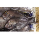 Acanthurus mata (Cuvier, 1829)