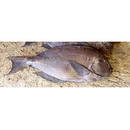 Acanthurus mata (Cuvier, 1829)