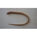 Gymnothorax phasmatodes (Smith, 1962)