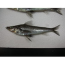 Chlorophthalmus acutifrons Hiyama, 1940