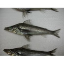 Chlorophthalmus acutifrons Hiyama, 1940