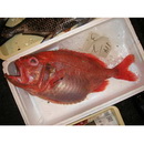 Gephyroberyx darwinii (Johnson, 1866)