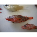 Scorpaenodes albaiensis (Evermann et Seale, 1907)