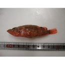 Scorpaenodes minor (Smith, 1958)