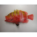 Cephalopholis igarashiensis Katayama, 1957