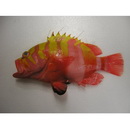 Cephalopholis igarashiensis Katayama, 1957