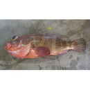 Epinephelus amblycephalus (Bleeker, 1857)