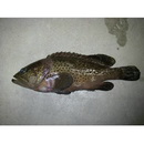 Epinephelus bontoides (Bleeker, 1855)