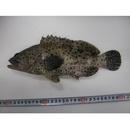 Epinephelus corallicola (Valenciennes, 1828)