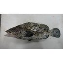 Epinephelus corallicola (Valenciennes, 1828)