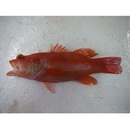 Liopropoma erythraeum Randall et Taylor, 1988