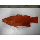 Liopropoma erythraeum Randall et Taylor, 1988