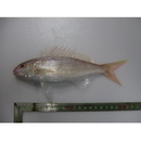 Nemipterus peronii (Valenciennes, 1830)