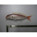 Nemipterus zysron (Bleeker, 1857)