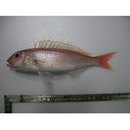 Nemipterus zysron (Bleeker, 1857)