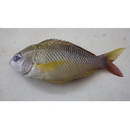 Scolopsis margaritifera (Cuvier, 1830)