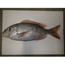 Gymnocranius superciliosus Brosa, Bearez, Paijo et Chen, 2013