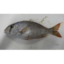 Gymnocranius superciliosus Brosa, Bearez, Paijo et Chen, 2013