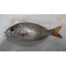 Gymnocranius superciliosus Brosa, Bearez, Paijo et Chen, 2013