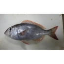 Gymnocranius superciliosus Brosa, Bearez, Paijo et Chen, 2013