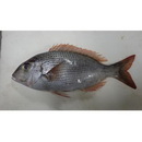 Gymnocranius superciliosus Brosa, Bearez, Paijo et Chen, 2013