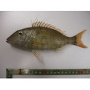 Lethrinus ravus Carpenter et Randall, 2003
