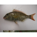 Lethrinus ravus Carpenter et Randall, 2003