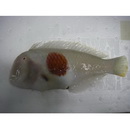 Iniistius twistii (Bleeker, 1856)