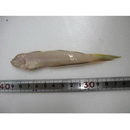 Oxymetopon compressus Chan, 1966