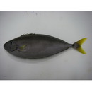 Naso minor Smith, 1966