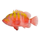 Cephalopholis igarashiensis Katayama, 1957