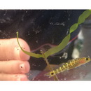 Chaenogobius gulosus (Sauvage, 1882)