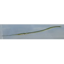 Strongylura anastomella (Valenciennes, 1846)