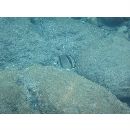 イースト・パシフィック・バタフライフィッシュ