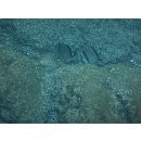 イースト・パシフィック・バタフライフィッシュ