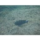 Abudefduf concolor (Gill, 1862)