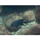 Microspathodon dorsalis (Gill, 1862)