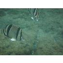 イースト・パシフィック・バタフライフィッシュ