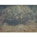 Abudefduf concolor (Gill, 1862)