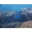 Microspathodon dorsalis (Gill, 1862)