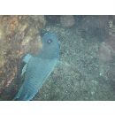 Microspathodon dorsalis (Gill, 1862)