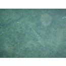 Epinephelus labriformis (Jenyns, 1840)