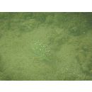 Epinephelus labriformis (Jenyns, 1840)