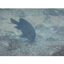 バンプヘッド・ダムゼルフィッシュ