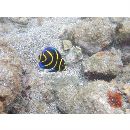 Pomacanthus zonipectus (Gill, 1862)