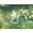 Muraena lentiginosa Jenyns, 1842