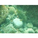 Epinephelus labriformis (Jenyns, 1840)