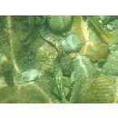 Muraena lentiginosa Jenyns, 1842